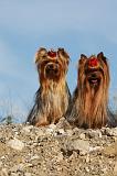 YORKSHIRE TERRIER 541